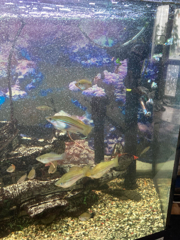 Swordtails