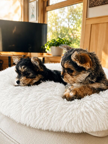 2 female yorkies ready for their forever home