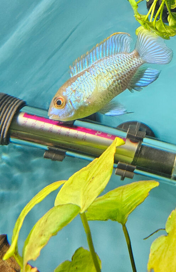 electric blue acara and t bar cichlid