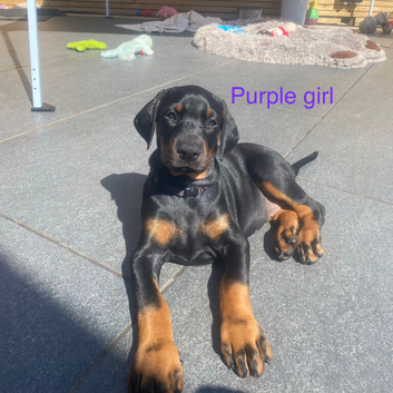 2 female Doberman puppies left