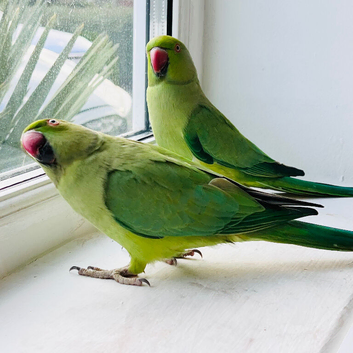 Stunning young Indian ringnick parrot