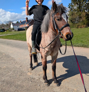 Florence Carneddau Welsh Mountain Pony