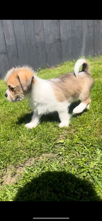 Chihuahua cross shih tzu