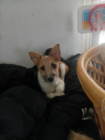 Miniature Jack Russell