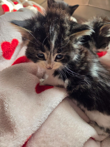 Stunning Kittens for Reservation/Sale