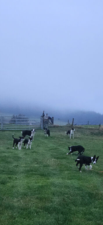 Border collie pups