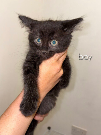 Adorable kittens for sale
