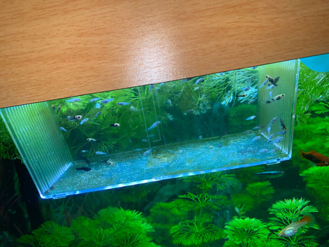 80 mollies 15 platys