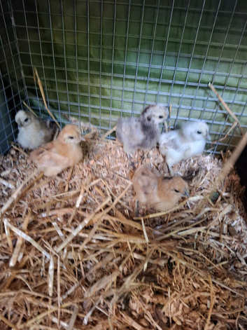 Arucana and Silkie chicks available