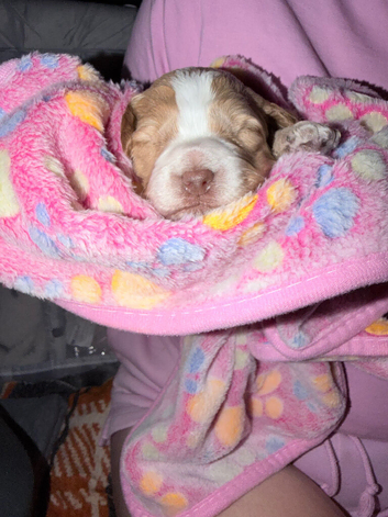 Cockapoo puppies for sale
