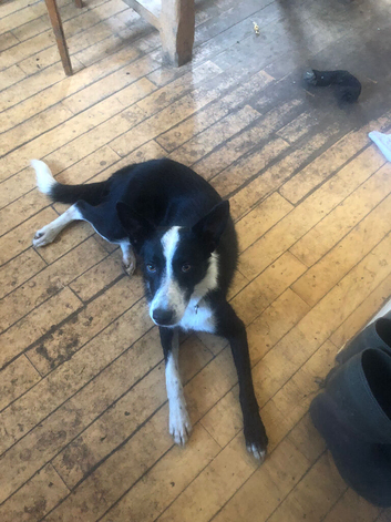 Border collie male
