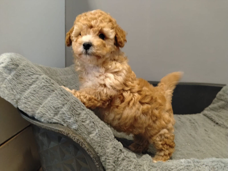 Toy poodle (read description)