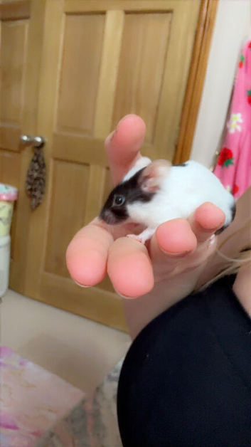 1 female mouse