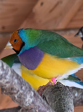 Gouldian Finches for sale