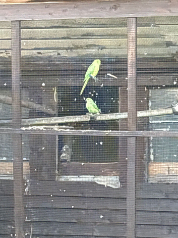 Indian ringneck