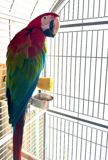 Male Green-winged Macaw with complete setup