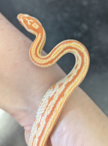 Tessera corn snake for sale in southeast London SE7