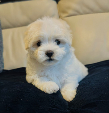 Maltese puppies 2 girls