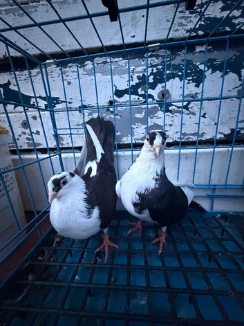 Galati Roller Pigeons &ndash; Few Pairs for Sale