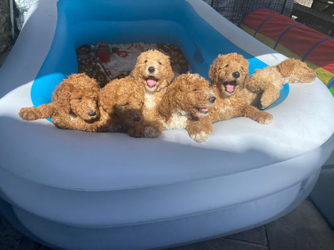 3 boys1 girl, golden doodles , stunning pups , all raised in a family home !  Really worth coming to see them