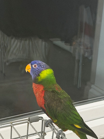 2 year old rainbow lorikeet