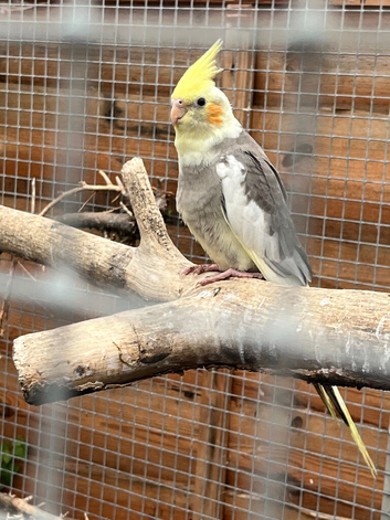 Cockatiel