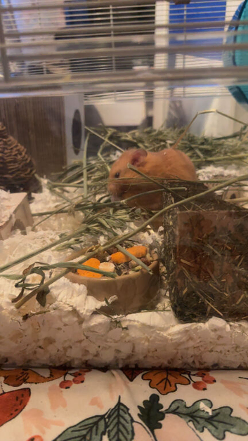 Male Syrian hamster