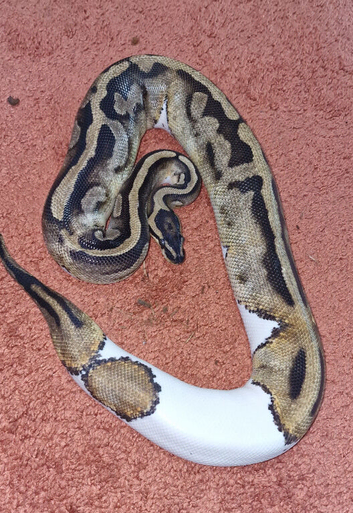 Pied royal python