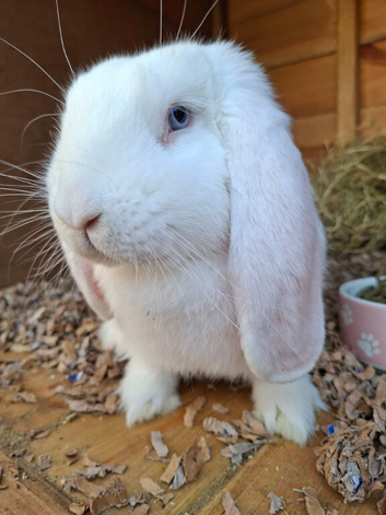 Pure bred vaccinated french lops