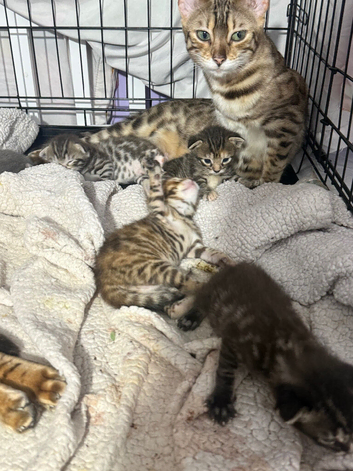 Bengal x kittens