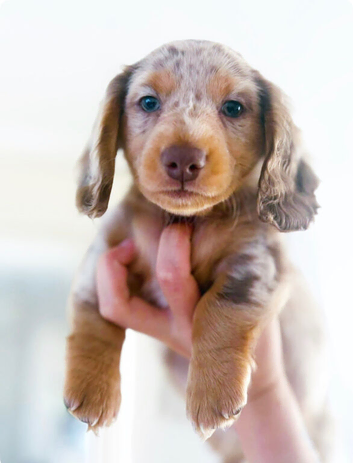 Beautiful litter of tiny Daschunds ️REDUCED