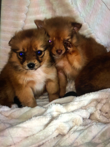Pomchi
