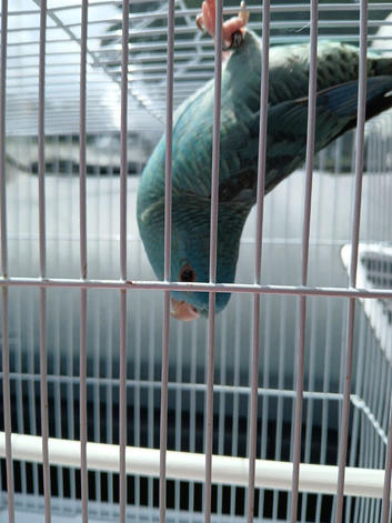 Turquoise linolated parrokeet