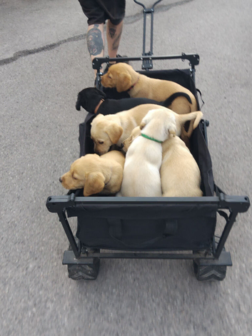 4 gorgeous Labrador boys
