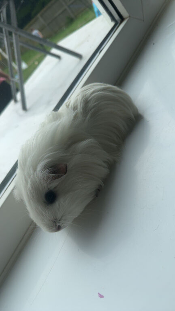 Two lovely female guinea pigs