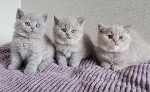 GCCF Lilac kittens