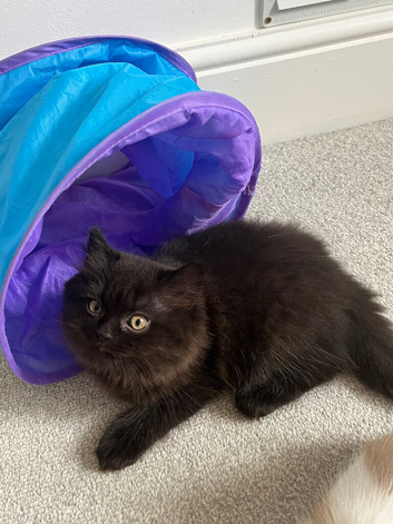 Chocolate/black persian x british longhair boy