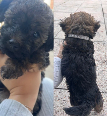 Poodle mix