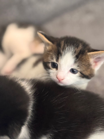 3 beautiful kittens for sale