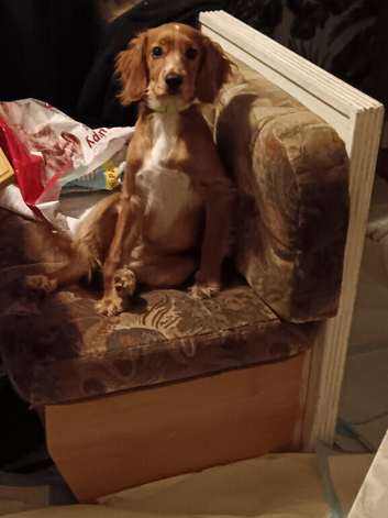 Selling puppies