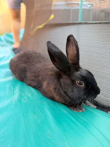 Female rabbit