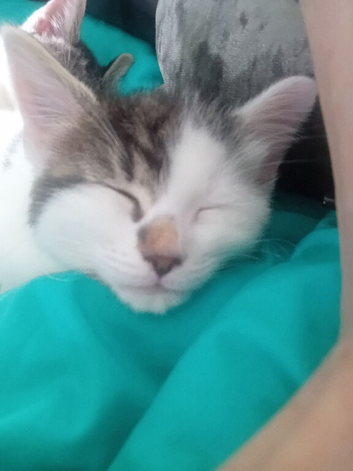 2 white and tabby boys 10 wks old
