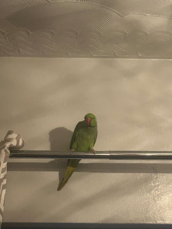 Zazu the ringneck and full setup