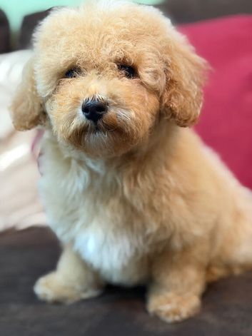 Beautiful Poochon Teddy Bears