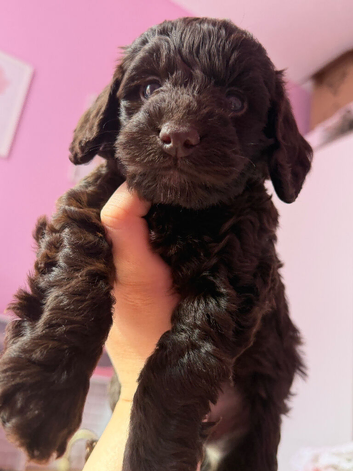 9 weeks old cockapoo looking for a new loving home