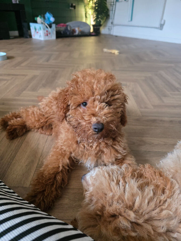 Male mini poodle