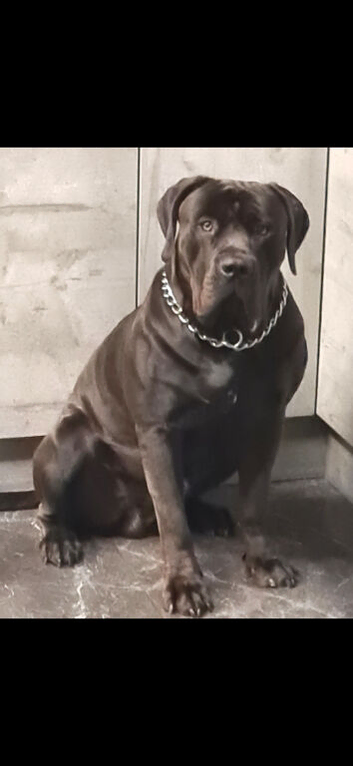 Boerboel for stud