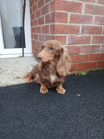 Long haired chocolate and tan female miniture dachshund