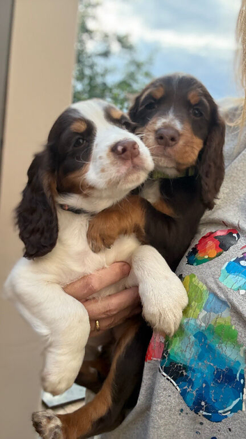 READY NOW! Working Cocker Spaniels