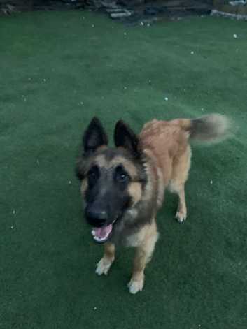 Belgian mal/turvuren 2YEARS OLD